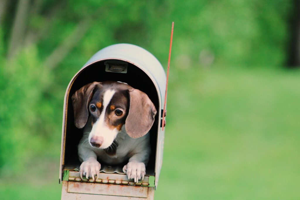 Adorable dachshund puppy peeking out of a mailbox on a bright, sunny day.