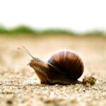 A snail with a detailed shell crawls slowly across a sandy surface with a blurred background.