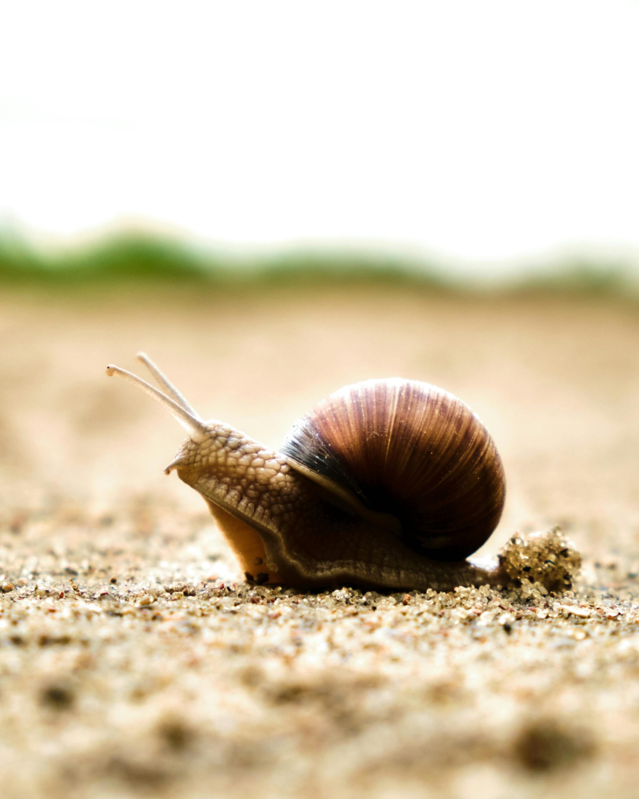 A snail with a detailed shell crawls slowly across a sandy surface with a blurred background.