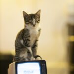 cat, animal, television, fur, portrait, pet, youth, pets, head, eyes, nature, beautiful, house