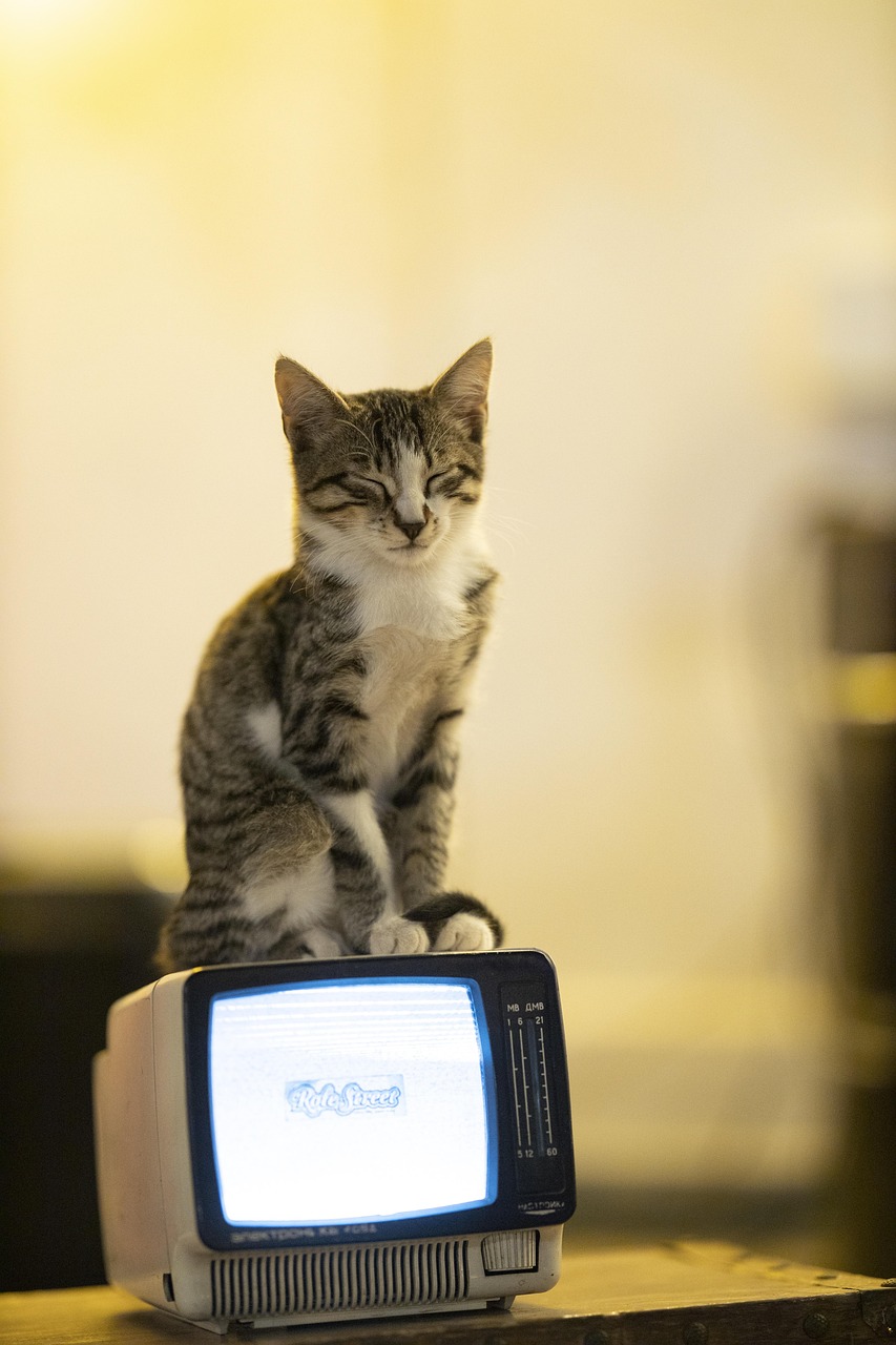 cat, animal, television, fur, portrait, pet, youth, pets, head, eyes, nature, beautiful, house
