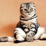 cat, kitten, pets, animals, housecat, pet, feline, sitting, nature, funny, cute, animal, adorable