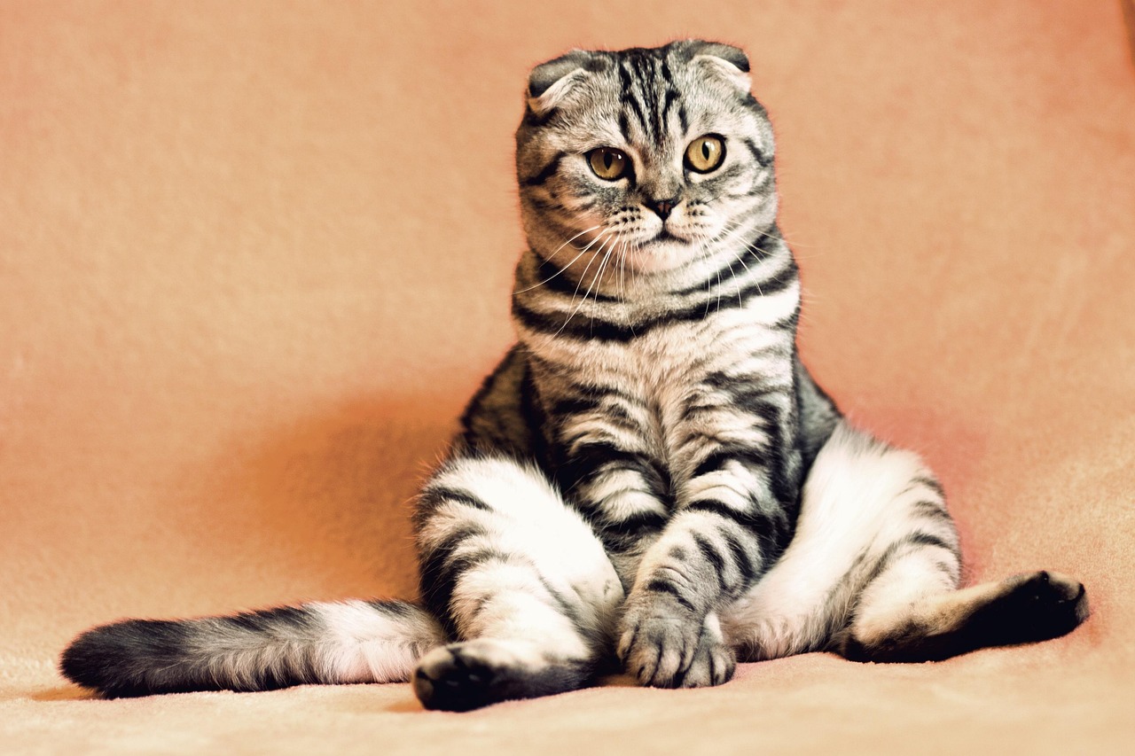 cat, kitten, pets, animals, housecat, pet, feline, sitting, nature, funny, cute, animal, adorable